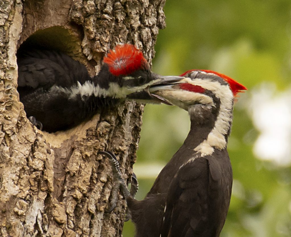 Minooka resident Eileen Capodice’s action shot of pileated woodpeckers at McKinley Woods in Channahon won the top spot in the Forest Preserve District of Will County’s 2021 Preserve the Moment Photo Contest. She will receive a $500 gift card for winning first place in the contest. – Photo courtesy of Eileen Capodice