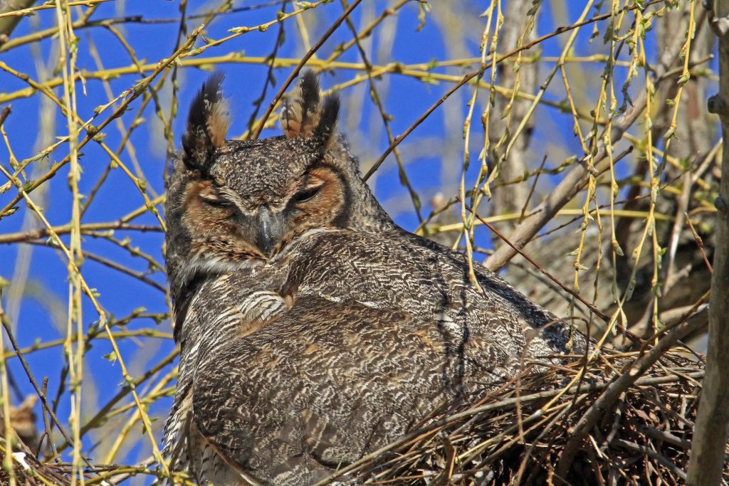 Take a hike to search for signs of owls in the Forest Preserve District of Will County’s McKinley Woods during a February 12 “Off-trail Adventures” program that begins at Four Rivers Environmental Education Center in Channahon. – Photo courtesy of Paul Dacko