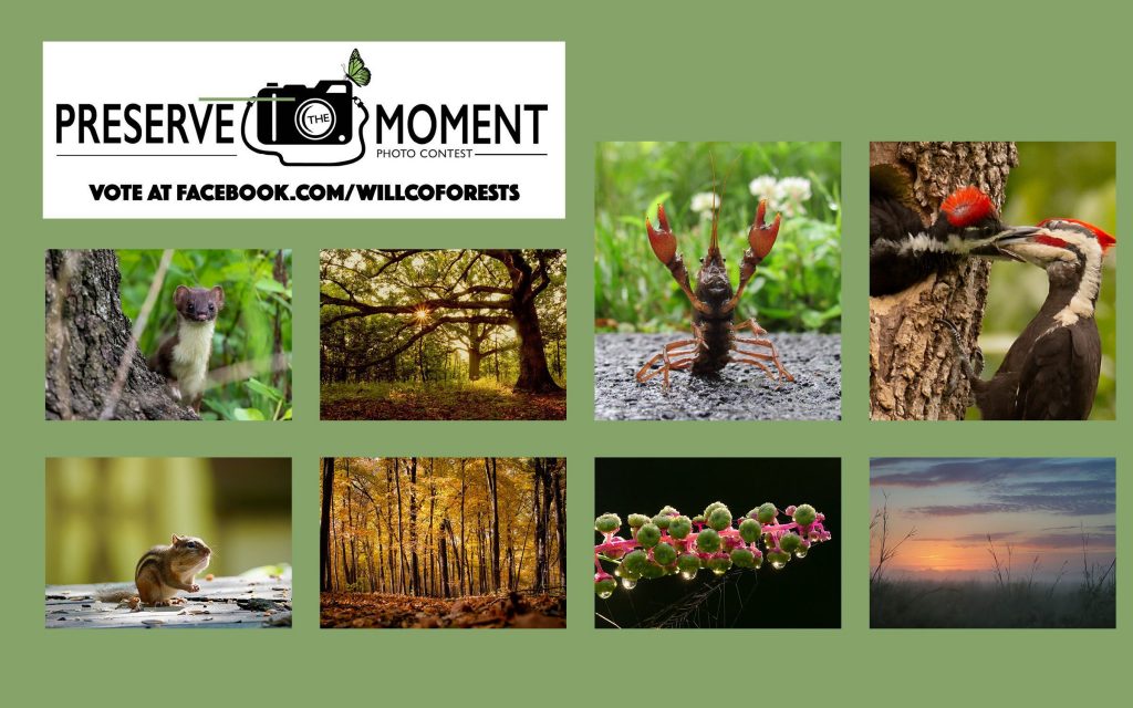 The first round of public voting is underway for the Forest Preserve District of Will County’s 2021 Preserve the Moment Photo Contest. Voting is taking place on the District’s Facebook page, Facebook.com/WillCoForests, to help narrow the top eight photos from last year down to the final three. –Forest Preserve District photo illustration