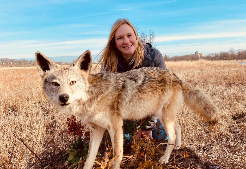 Learn all about Will County’s largest predator, the coyote, during March’s episode of “The Buzz,” the Forest Preserve District of Will County’s monthly nature show, which can be viewed online and on broadcast and cable TV stations. –Photo by Forest Preserve staff, Chad Merda.