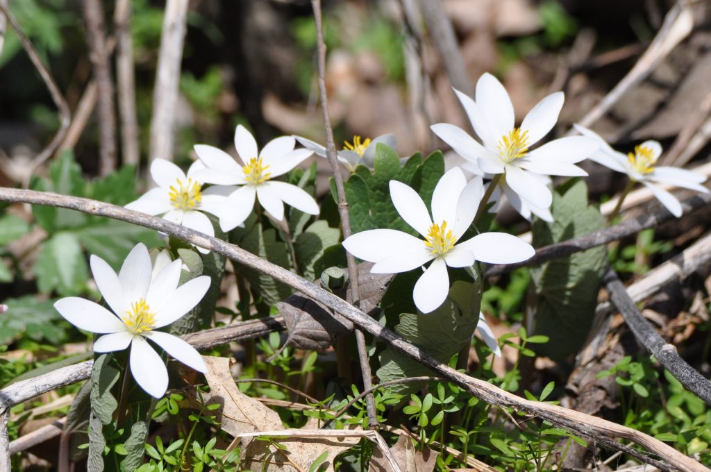 Spring is the best time to see wildflowers on the forest floor. Sign up for one of two hikes offered on May 14 by the Forest Preserve District of Will County at Messenger Woods Nature Preserve in Homer Glen. –Photo by Forest Preserve staff Glenn P. Knoblock.