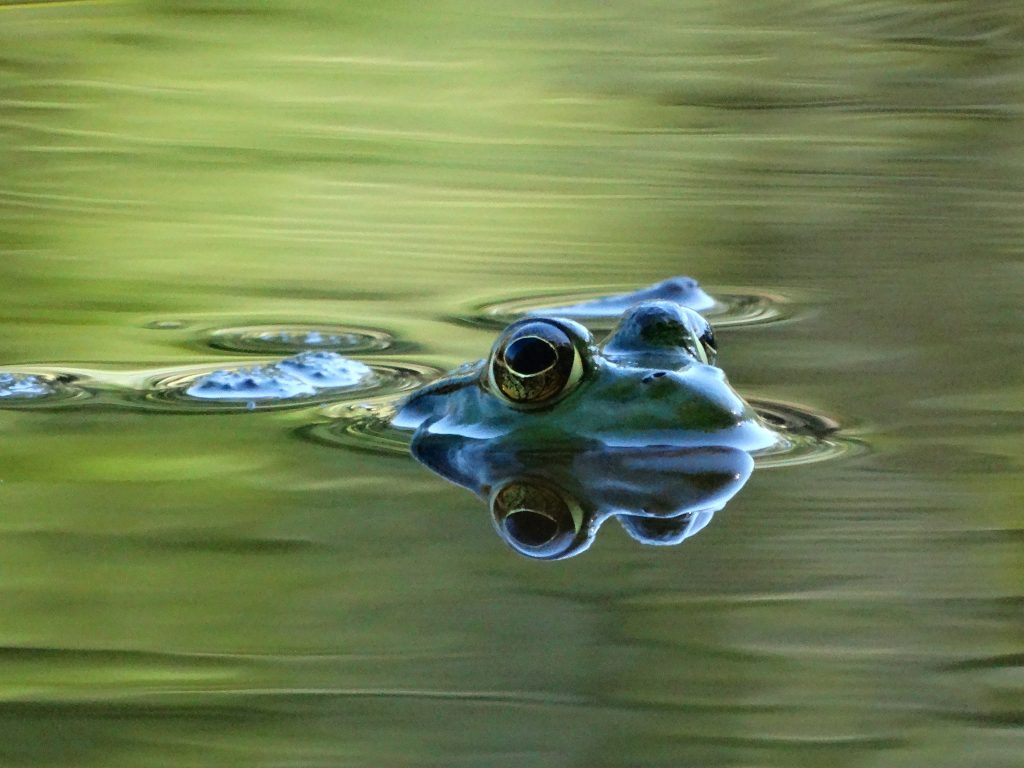 The Forest Preserve District of Will County is hosting a Take a Break with a Frog Symphony Zoom webinar from noon-12:30 p.m. on Friday, May 13. Learn why frogs are serenading each other this time of year and which ones are the best singers, from tree frogs, to bullfrogs, to the all-American toad. – Photo courtesy of Chuck Medrano.