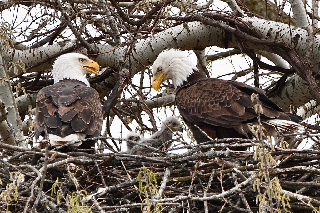 Two eaglets spotted in a Will County Forest Preserve nest were photographed by Bertrand Leclercq, a frequent contributor to the Will County Wildlife Facebook Group, which is overseen by the Forest Preserve District of Will County. –Photo courtesy of Betrand Leclercq.