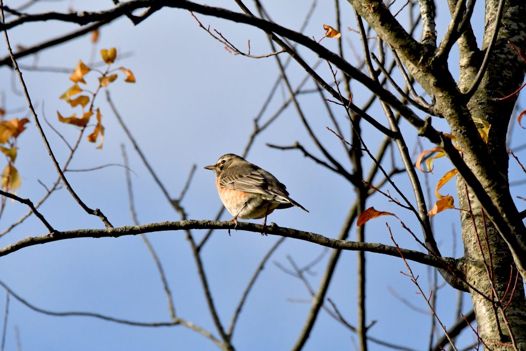 The Forest Preserve District of Will County invites bird enthusiasts to take a virtual bird hike through a forest preserve on February 2 or sign up for an in-person hike on February 4 at Monee Reservoir. –Photo by Forest Preserve staff, Glenn P. Knoblock.