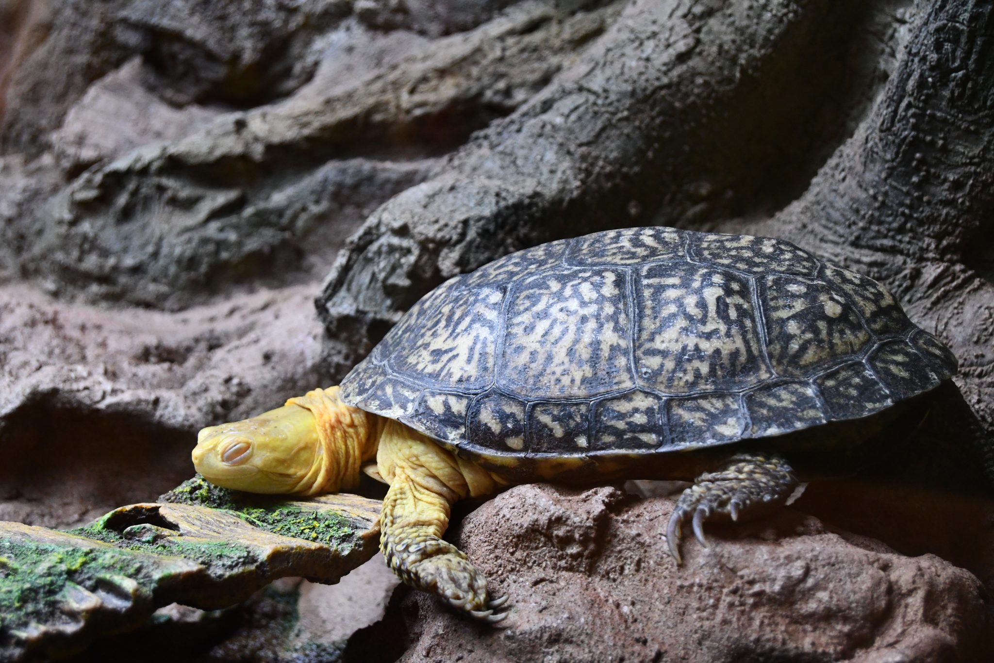 Celebrate Endangered Species, World Turtle Days with Forest