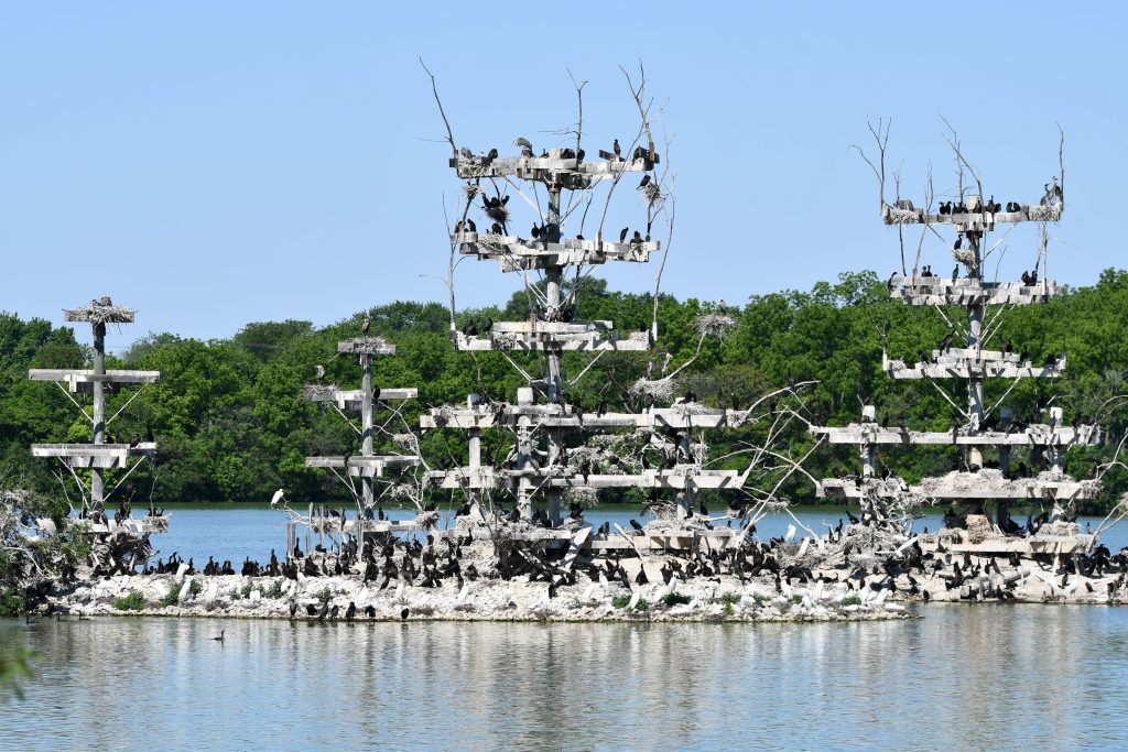 View nesting birds during a Lake Renwick Migratory Bird Viewing program on Saturday, July 8, at the Forest Preserve District of Will County’s Lake Renwick Heron Rookery Nature Preserve in Plainfield. ­–Photo by Forest Preserve staff, Glenn P. Knoblock.