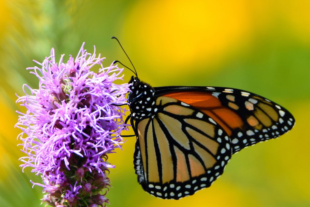 The Forest Preserve District of Will County will host a Magical Monarchs program on August 2, at Plum Creek Nature Center in Crete Township. –Forest Preserve staff photo, Glenn P. Knoblock.