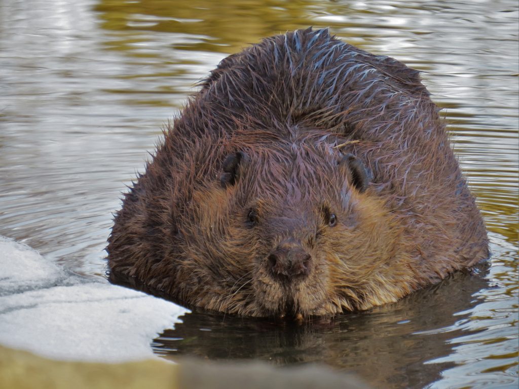 Learn about the state’s largest rodent during the free, all ages Discovery Isle – Beavers! program on July 19 at Isle a la Cache Museum in Romeoville. –Photo courtesy of Kevin Keyes.