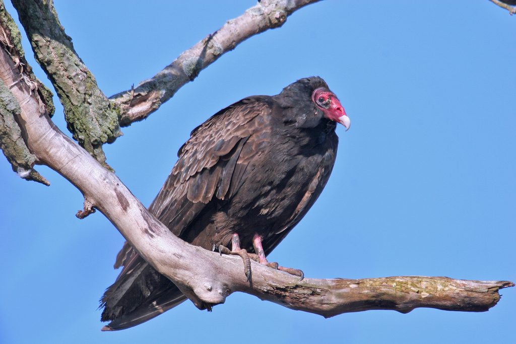 Celebrate International Vulture Awareness Day with the Forest Preserve District of Will County on September 2 at Kankakee Sands Preserve. –Photo courtesy of Paul Dacko.