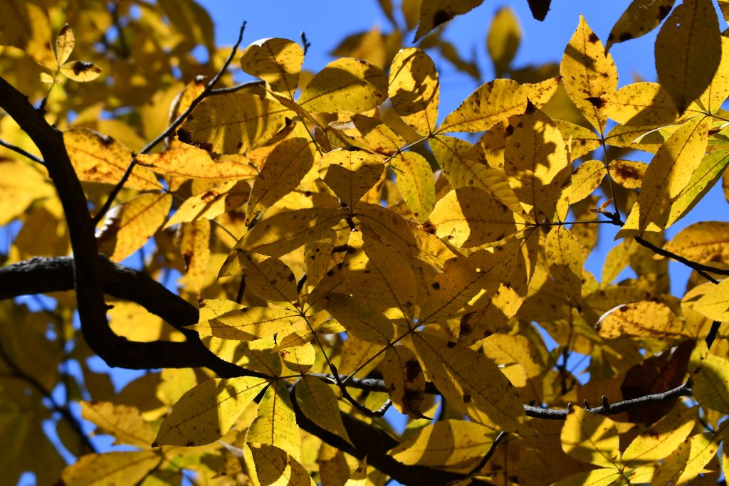 Celebrate all things golden on Sweetest Day, October 21, with a Golden Opportunity – Hike and Craft at Four River Environmental Education Center in Channahon. –Photo by Forest Preserve staff, Anthony Schalk.