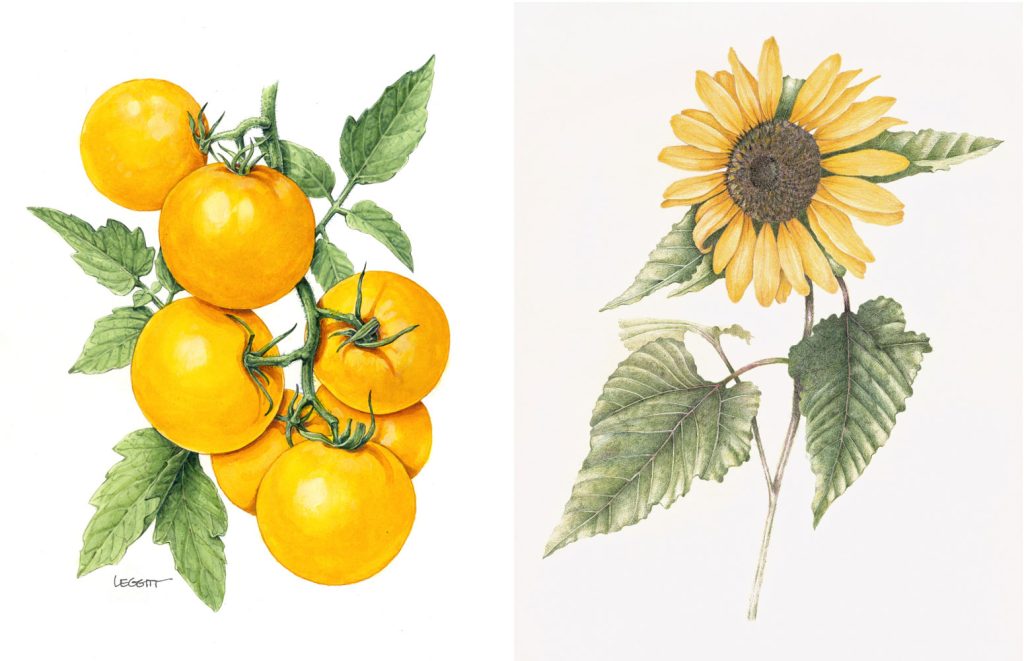 Color-themed works of art will be featured in the ‘Golden Opportunity: Botanical Illustration” exhibition coming to Four Rivers Environmental Education Center in Channahon on October 15. Left: Marjorie Leggitt, Solanum lycopersicum, 2020, mixed media; Right: Michael Campbell, Helianthus annuus, 2010, colored pencil. –Photos courtesy of Denver Botanic Gardens.