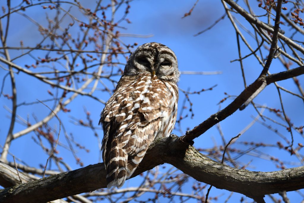 Search for owls during an Owl Prowl for Adults on December 16 at the Forest Preserve District of Will County’s Messenger Woods Nature Preserve in Homer Township. –Photo by Forest Preserve staff, Glenn P. Knoblock.
