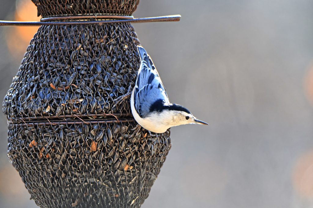Learn how to take photos of birds like this nuthatch at Plum Creek Nature Center during a Birds in Art – Photography Tips and Tricks program on February 4. –Photo submitted.