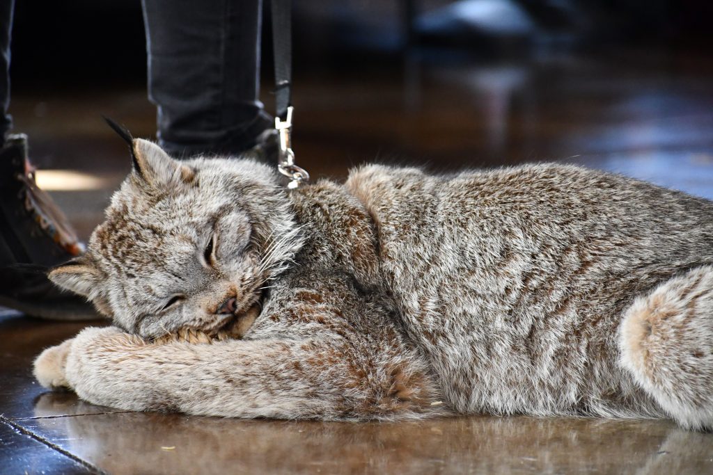 A Canada lynx was part of last year's Mammal Madness program. Check out live mammals from Big Run Wolf Ranch at this year’s Mammal Madness on March 2 at the Forest Preserve District of Will County’s Four Rivers Environmental Education Center.  –Photo by Forest Preserve staff, Anthony Schalk.