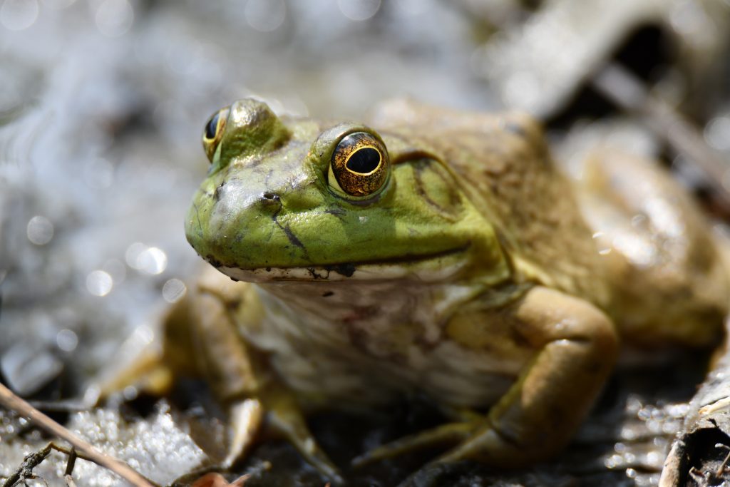 Search for frogs, salamanders, and more on a Spring Things! hike on Sunday, April 14, at the Forest Preserve District of Will County’s Plum Creek Nature Center in Crete Township. Register by April 13 at ReconnectWithNature.org –Photo by Forest Preserve staff.