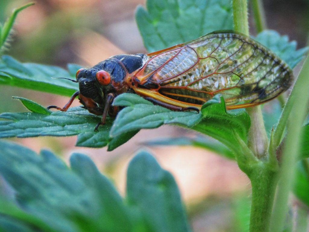 Walk a story trail based on the book "Cicada Symphony," from May 23 - June 7, at Four Rivers Environmental Education Center in Channahon. –Photo by Forest Preserve staff.
