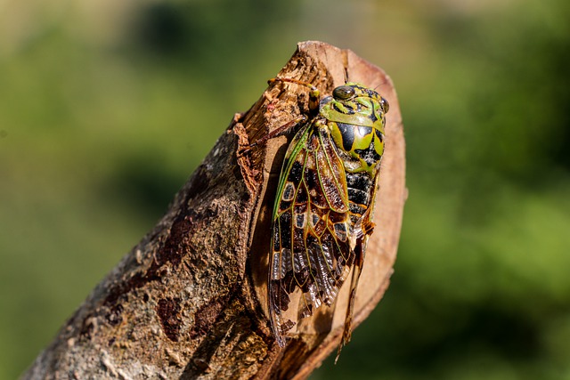 Cicadas. image by pixabay.