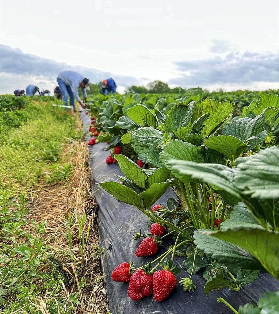 It’s a good year for strawberries, which started early at Flamm Orchards in Cobden and at other southern Illinois orchards and farms. –Photo courtesy of Austin Flamm.