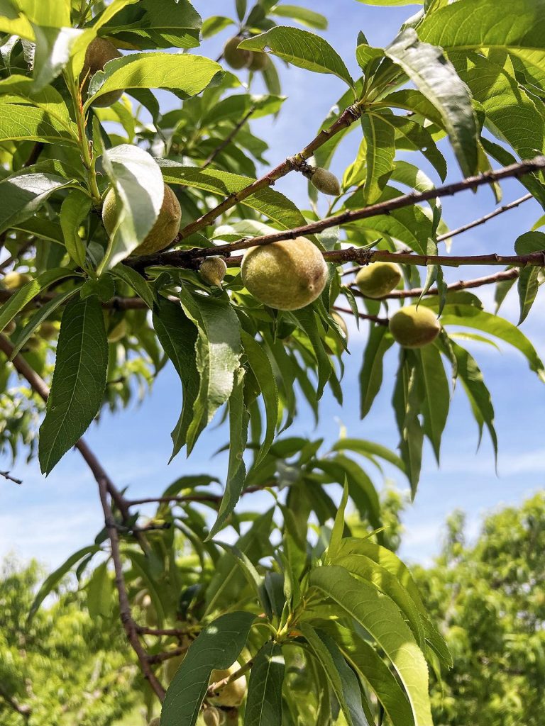 Peaches at the Flamm Orchard in Cobden are maturing well in May. At this rate, peach harvest should start around the first week of July in Union County, Parker Flamm said. –Photo courtesy of Parker Flamm.