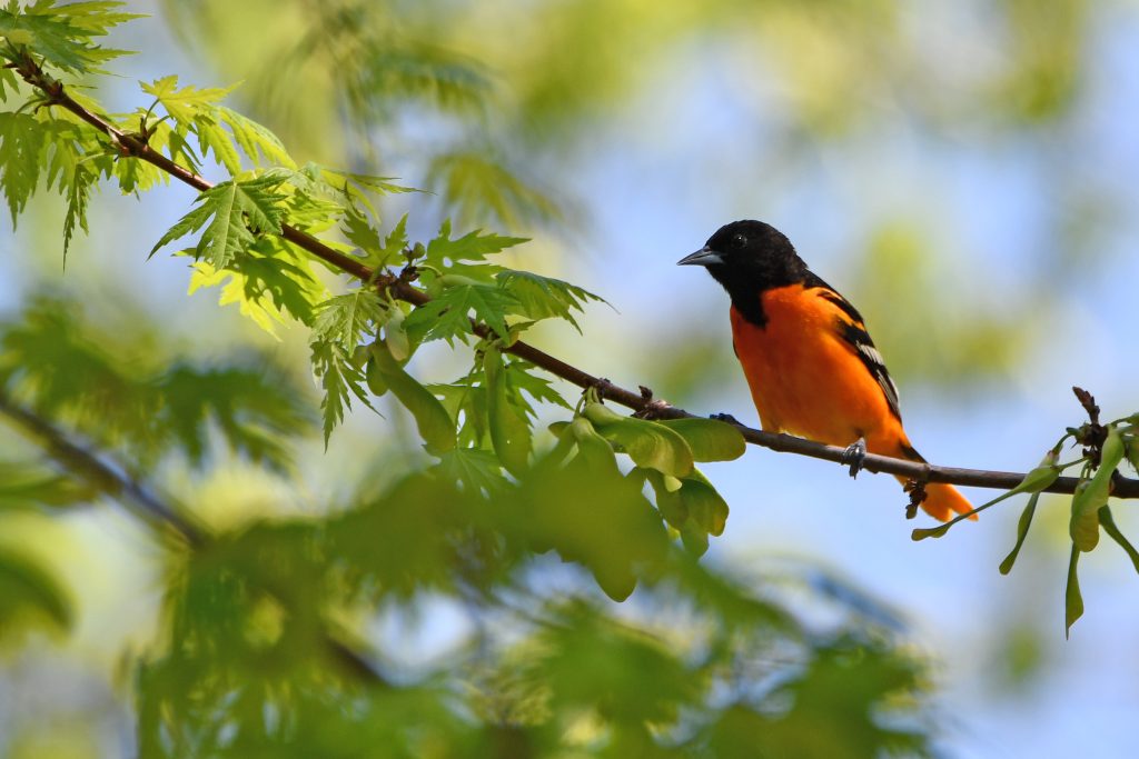 Look for birds when they are most active in the early morning during a Forest Preserve District of Will County bird hike on June 2 at Hickory Creek Preserve – LaPorte Road Access in Mokena. –Forest Preserve photo.